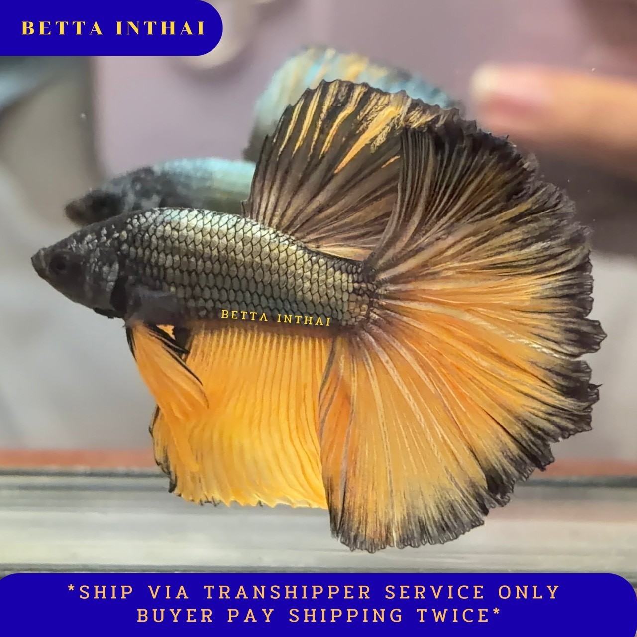 Halfmoon Copper Betta Fish Male TH J208