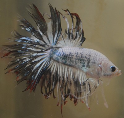 Live Betta Fish- Heavily Grizzled Crowntail Male- Wicked Fis...