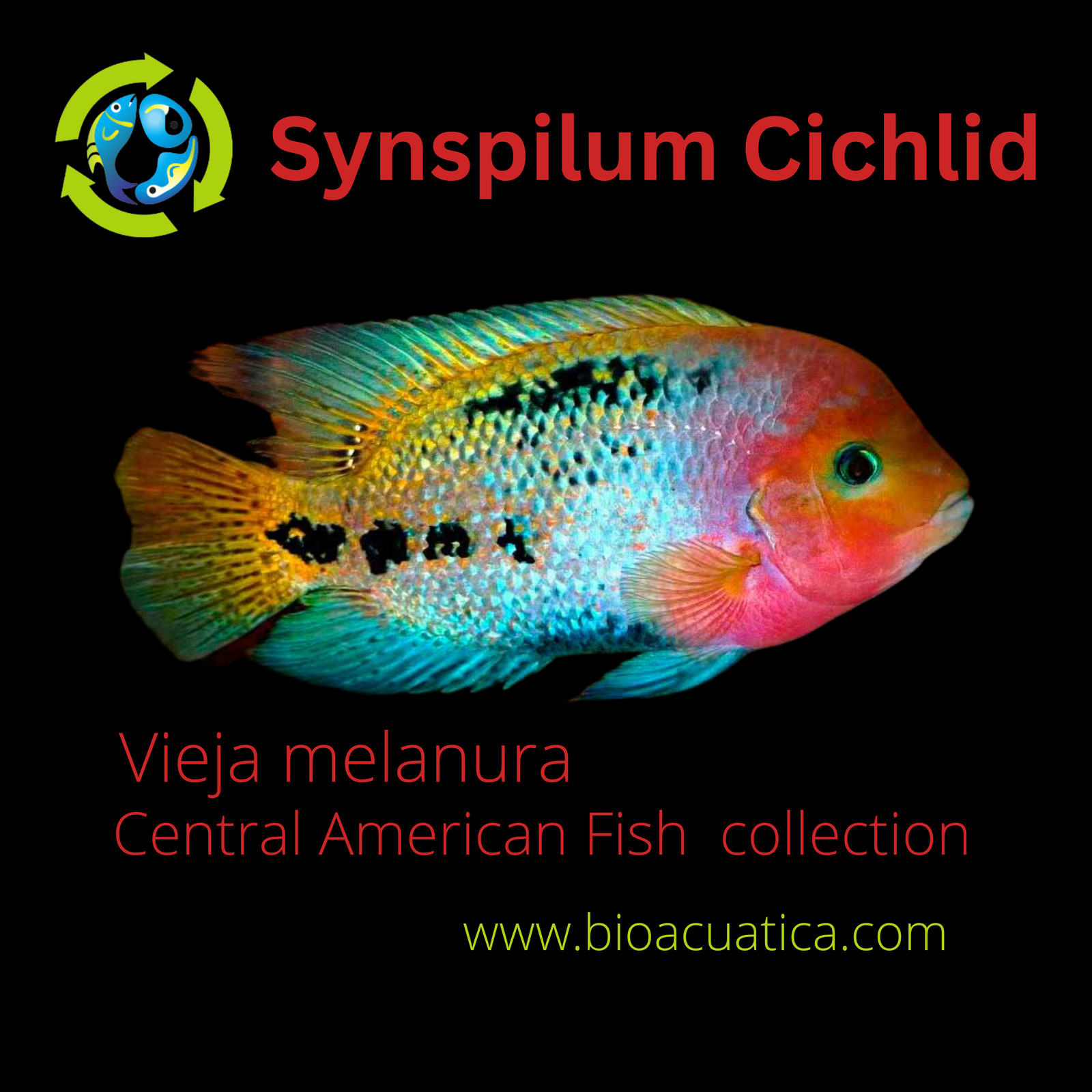 Vieja Melanura Ciclid Fish Tank Decor