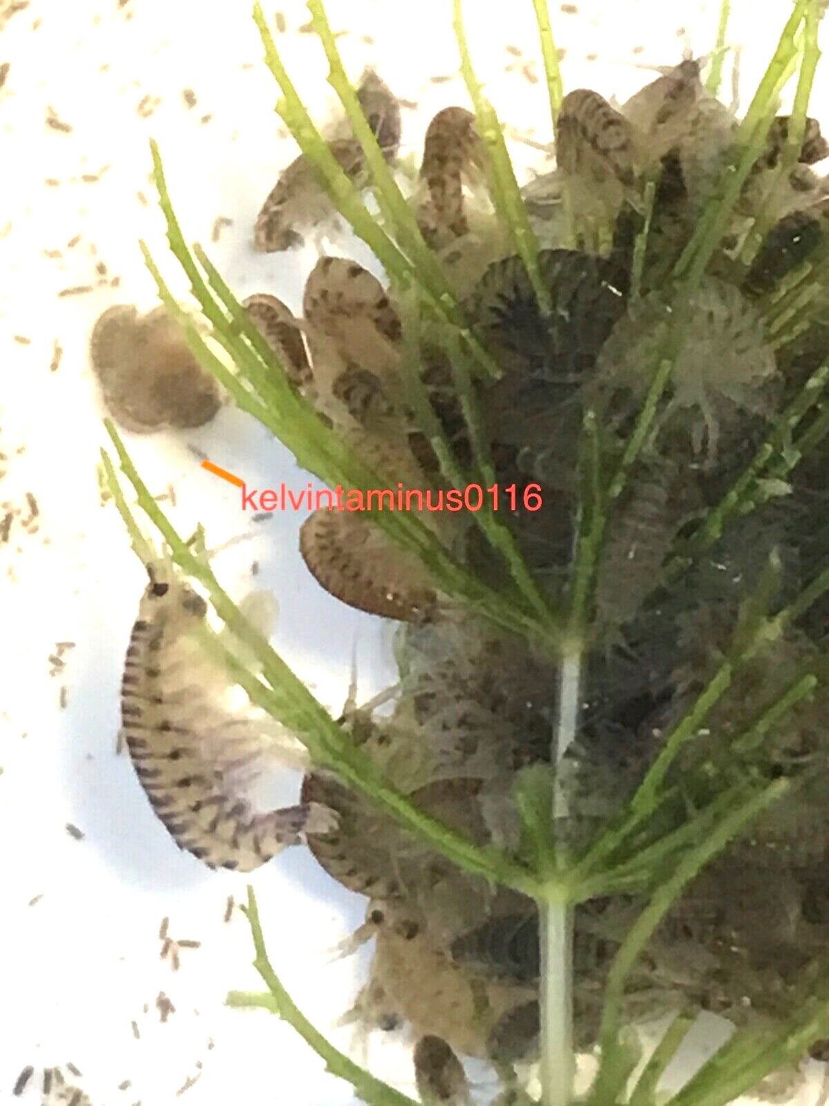 Freshwater Scuds Dropper Set - Multiple Quantity