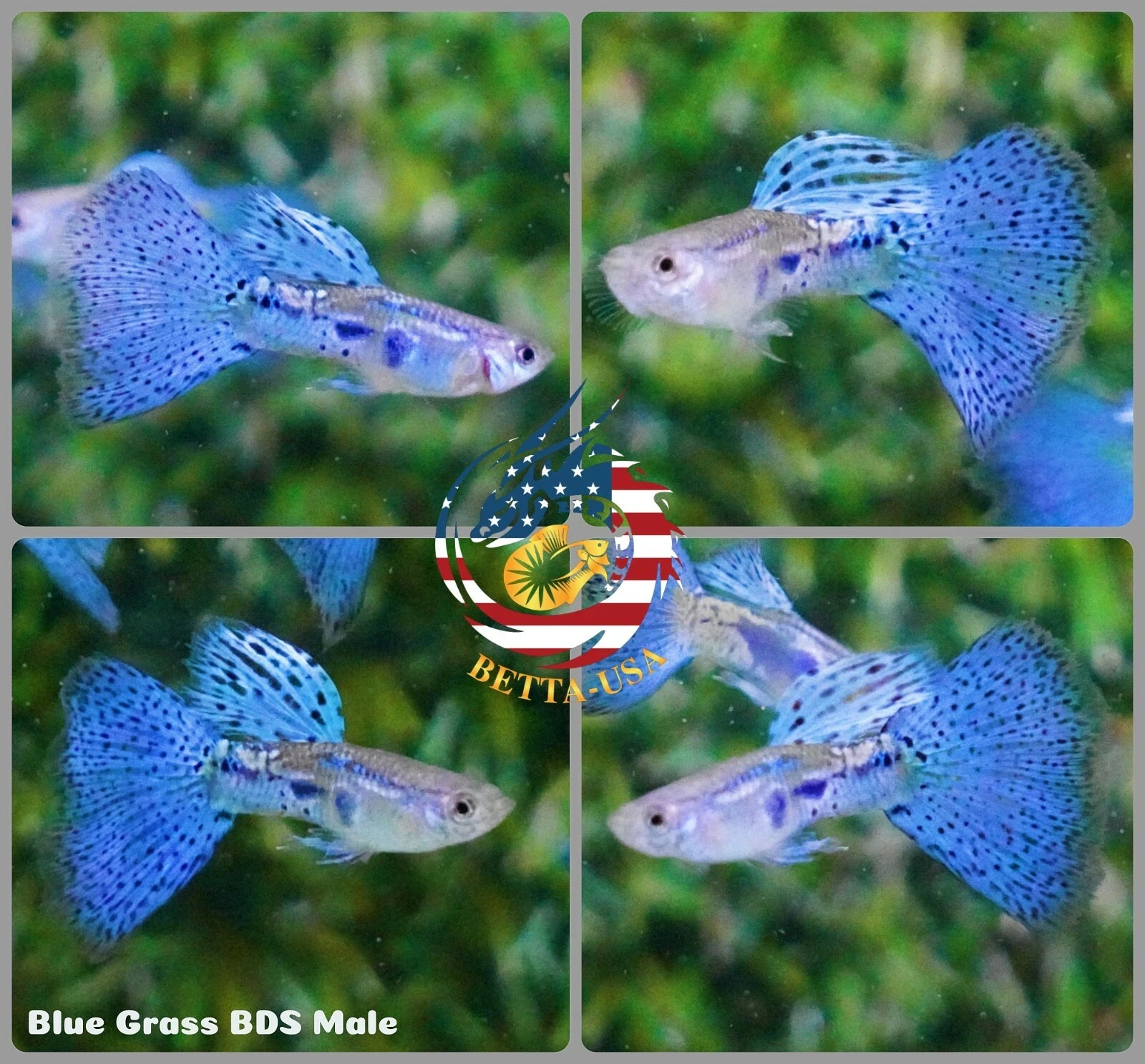 High Quality Blue Grass Guppies - Live Aquarium Fish Pair