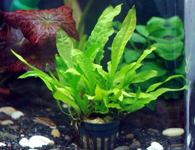 Java Fern Full Pot - Microsorum Pteropus Live Aquarium Plant...