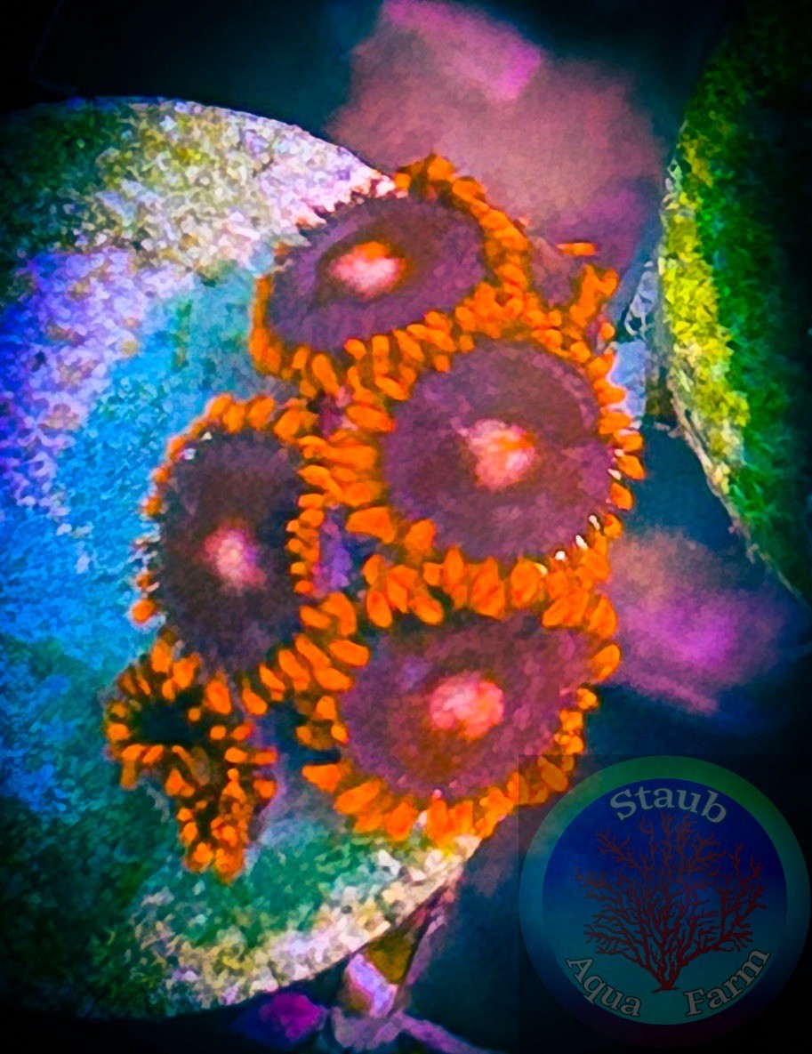 WYSIWYG Orange Zoanthid Coral Fragrant Specimen