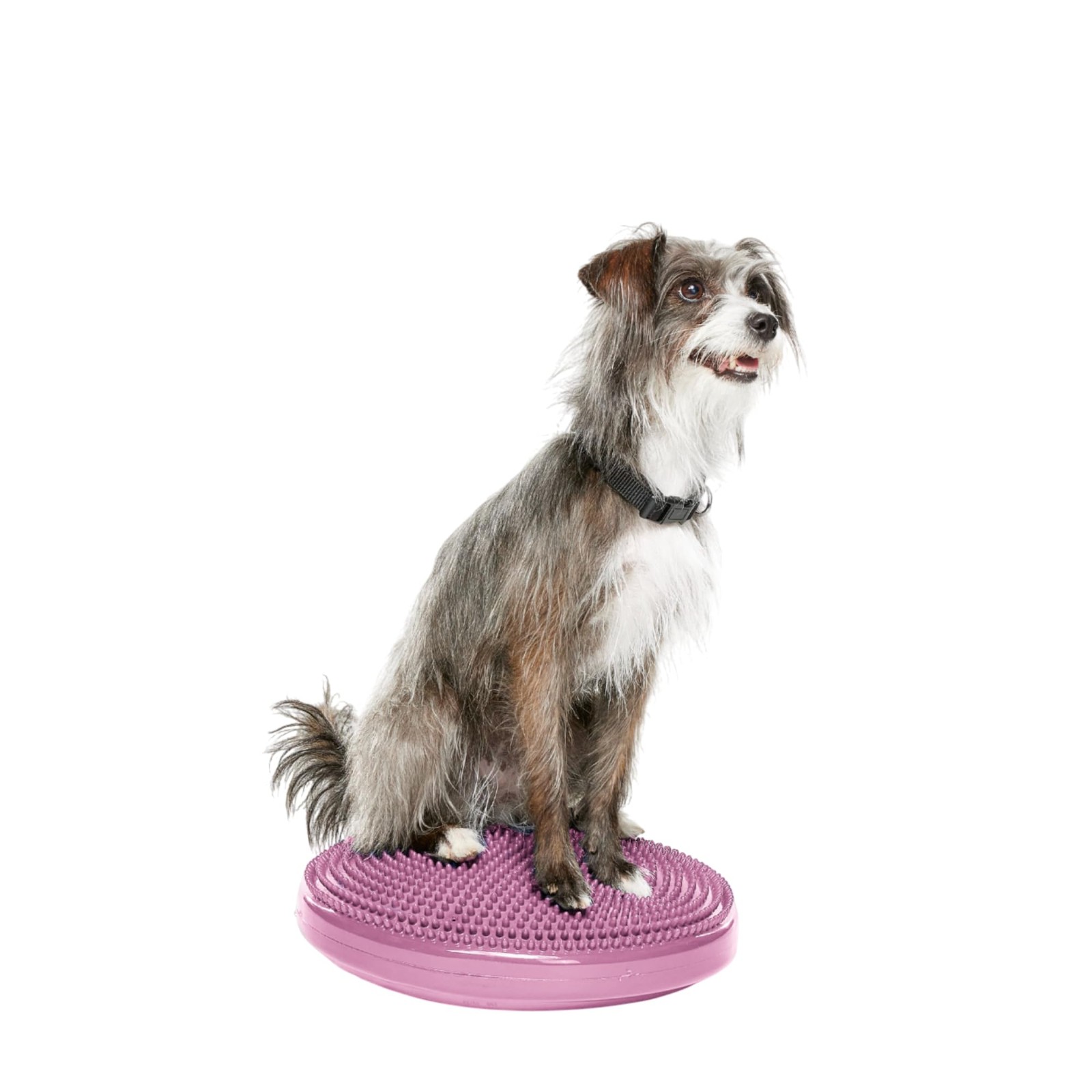 FitPAWS Razzleberry Dog Balance Disc - 14 Inch Core Strength...