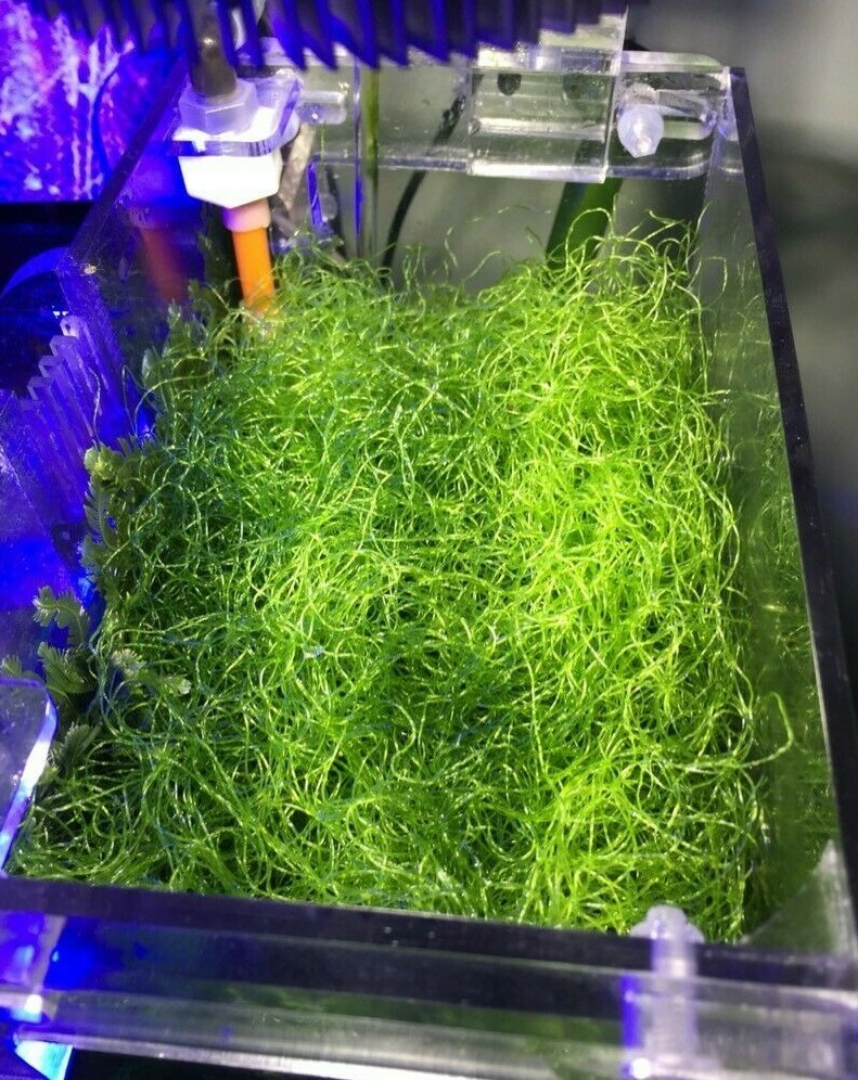 Chaetomorpha Macro Algae Nutrient