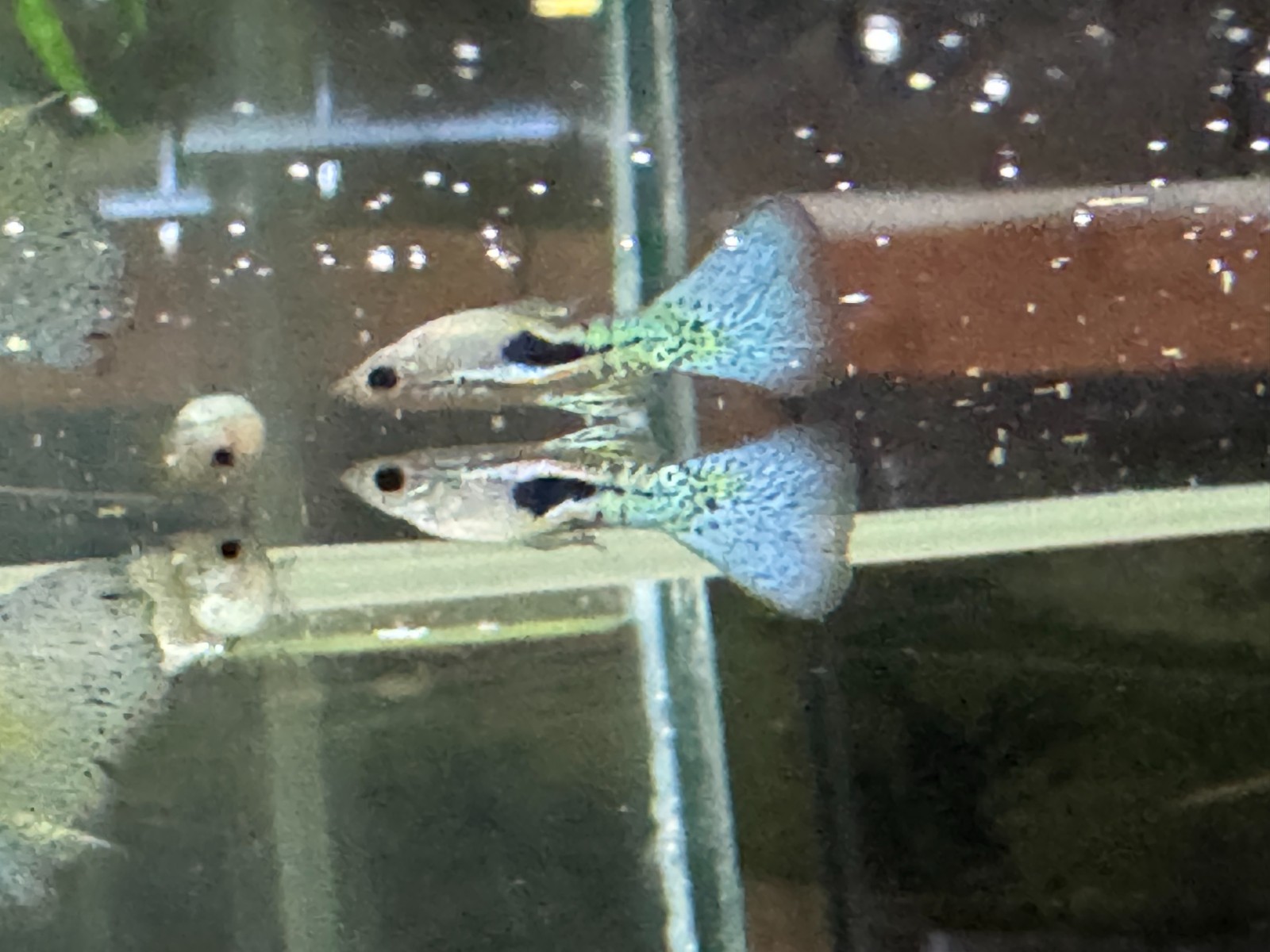 Blue Grass Guppies - Male & Female Pair