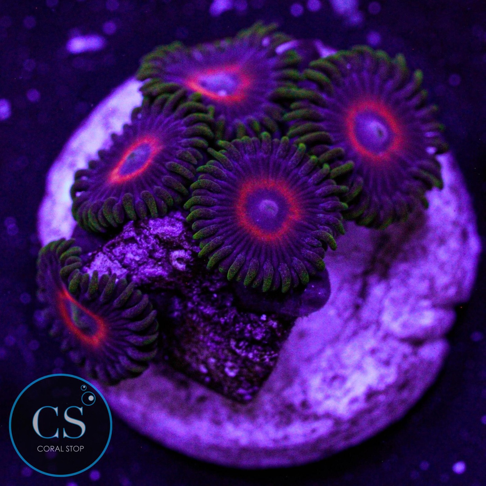 Eagle Eye Zoa Live Coral Monitor