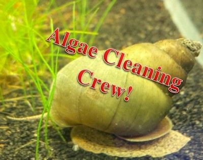 18+ Live Trapdoor Snail Freshwater (Koi Pond, Aquarium, Alga...
