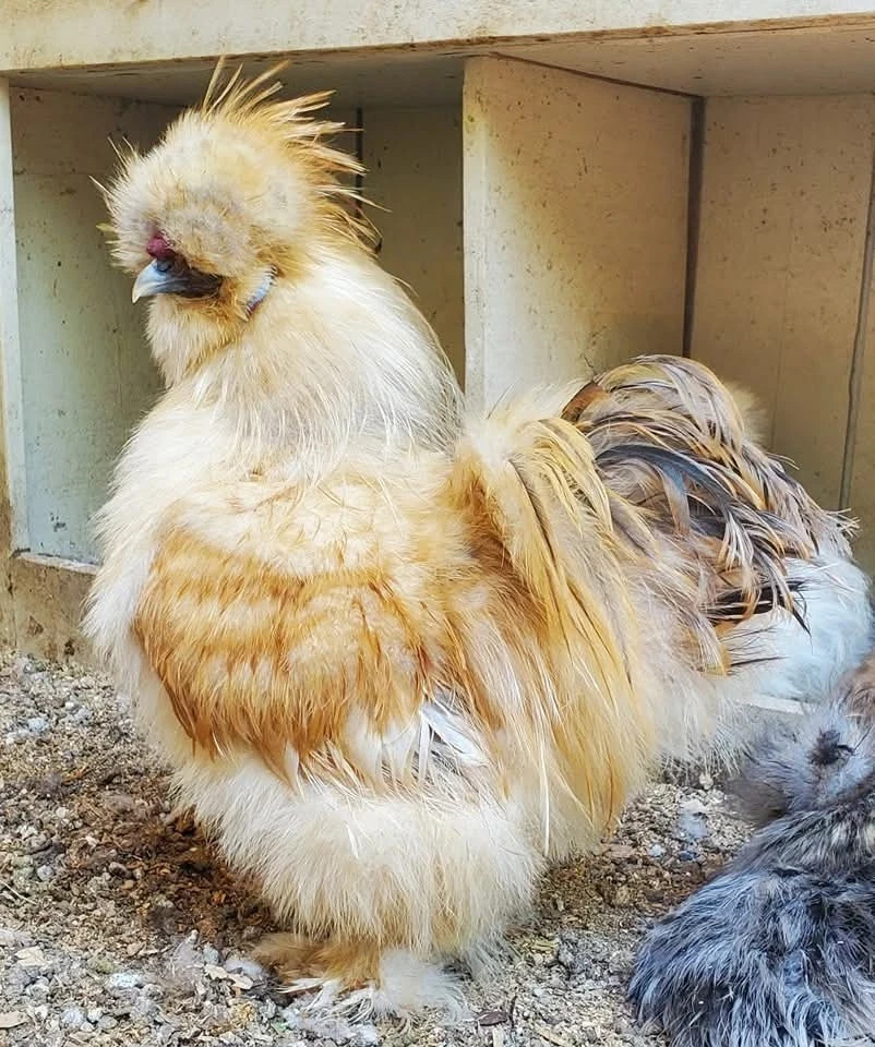 Premium Silkie Hatching Eggs Assorted Colors - NPIP AI Feath...