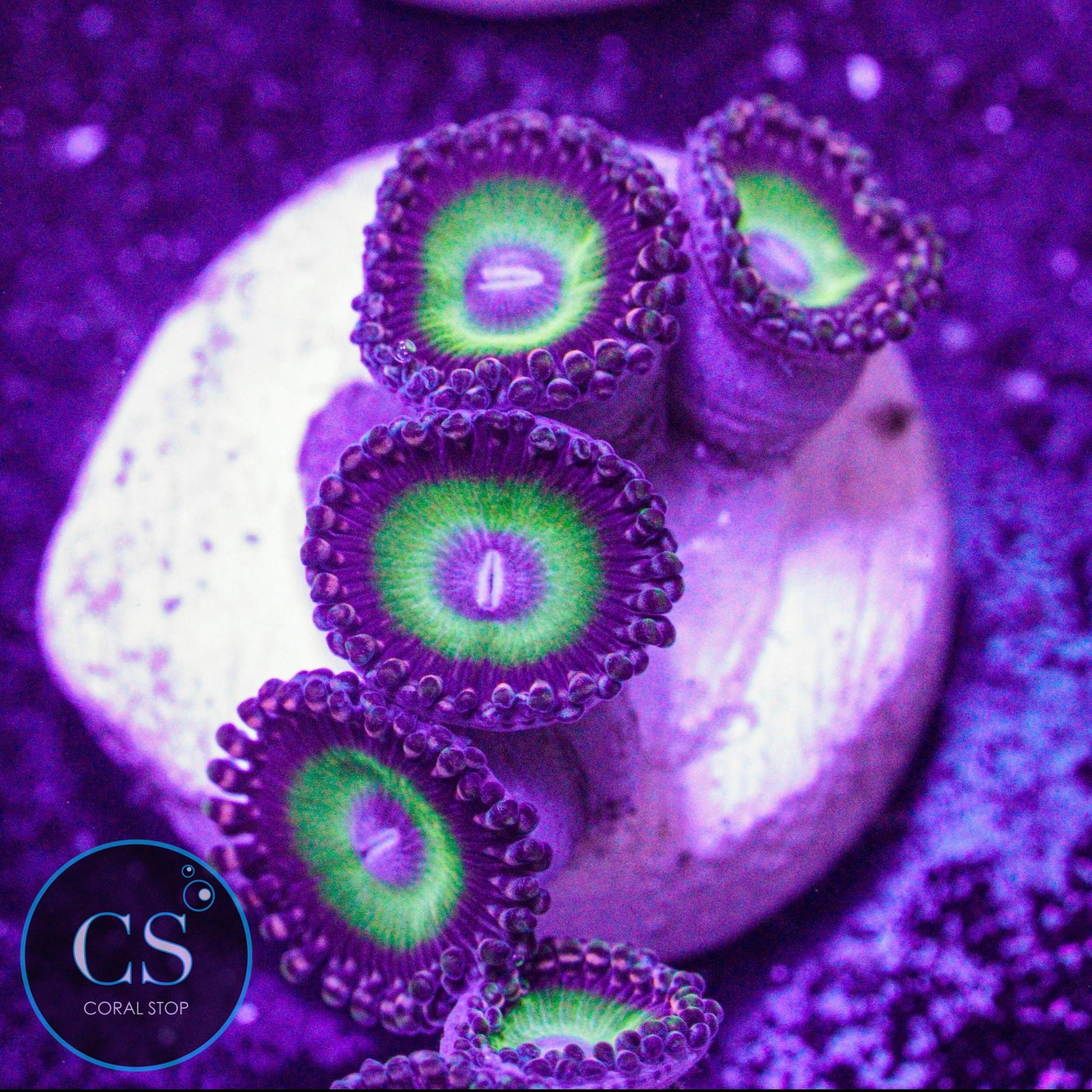 Purple Zoa Live Coral Fish Tank Decor