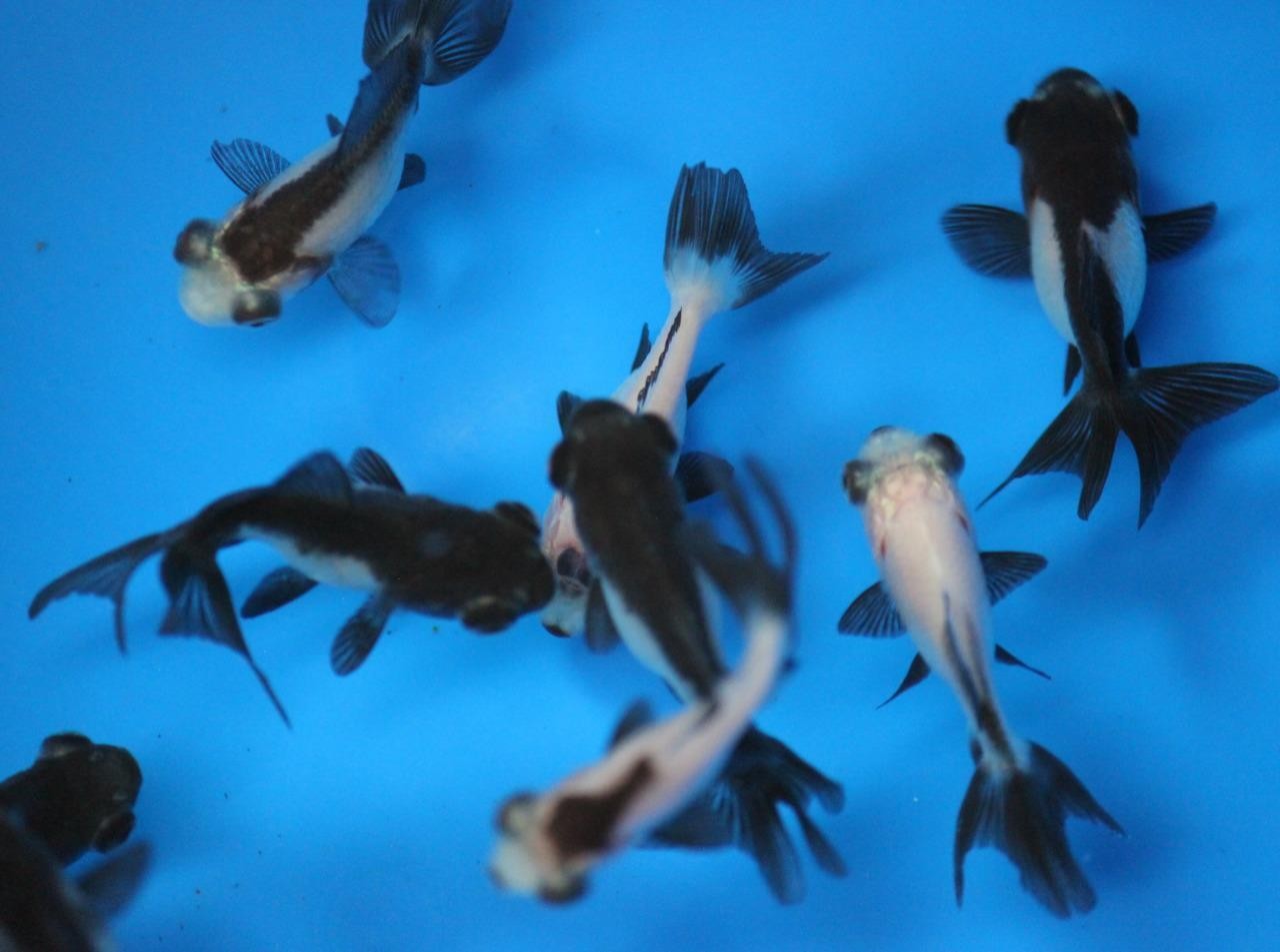 Live Small Panda Telescope Goldfish