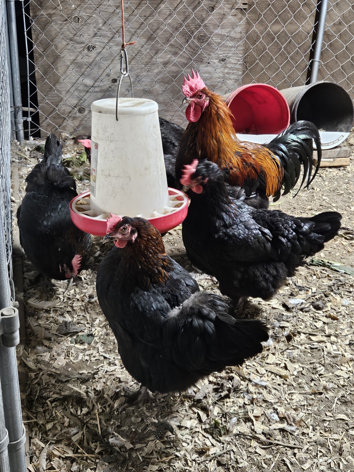 French Black Copper Maran Hatching Eggs - 12 Count