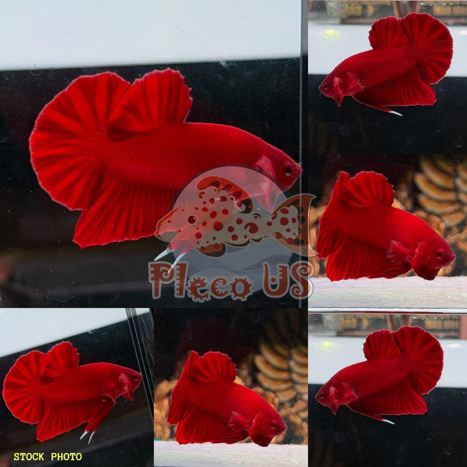 Super Red Chili Betta Fish Plakat