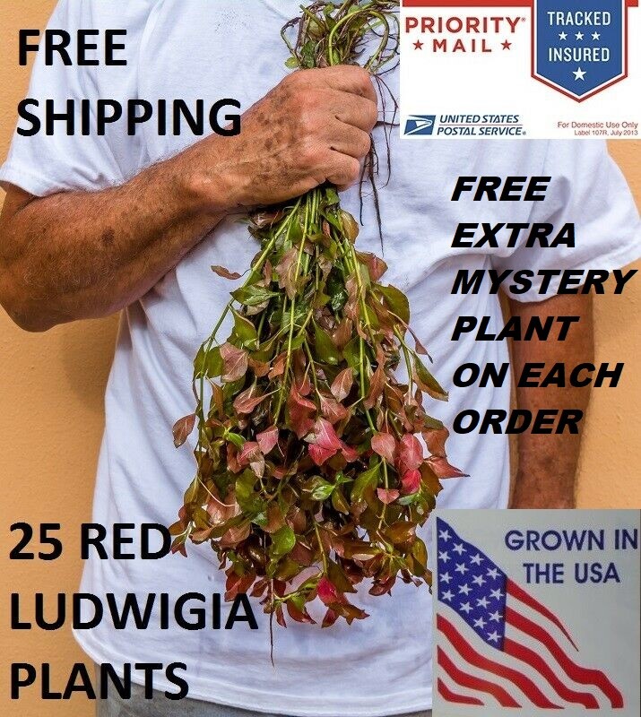 25 Red Ludwigia Live Aquarium Plants