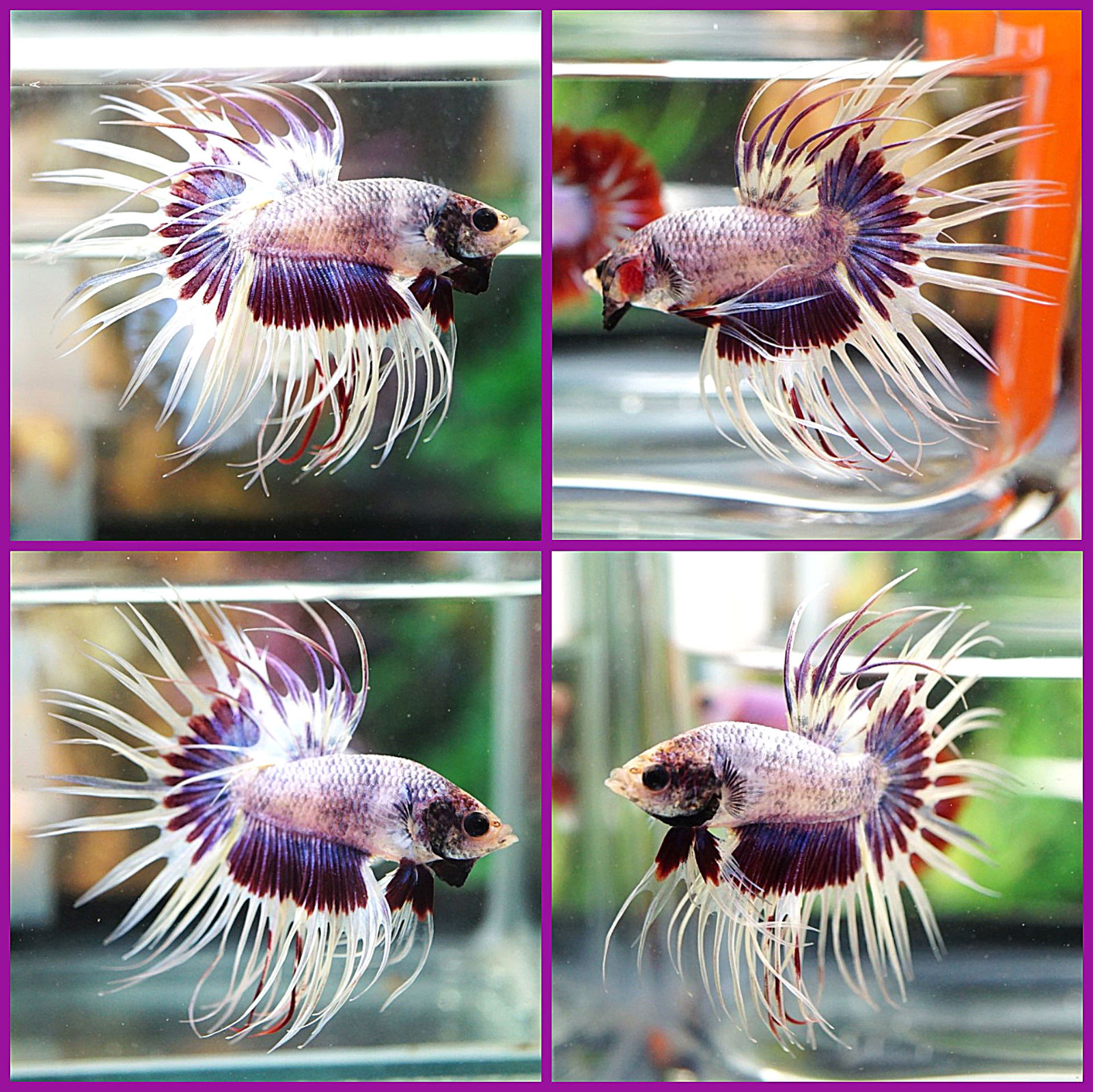 Live Betta Fish Male Fancy Marbled Lavender Crowntail Ct #21