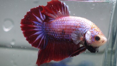 Live Tropical Fish-Halfmoon Plakat Betta H64