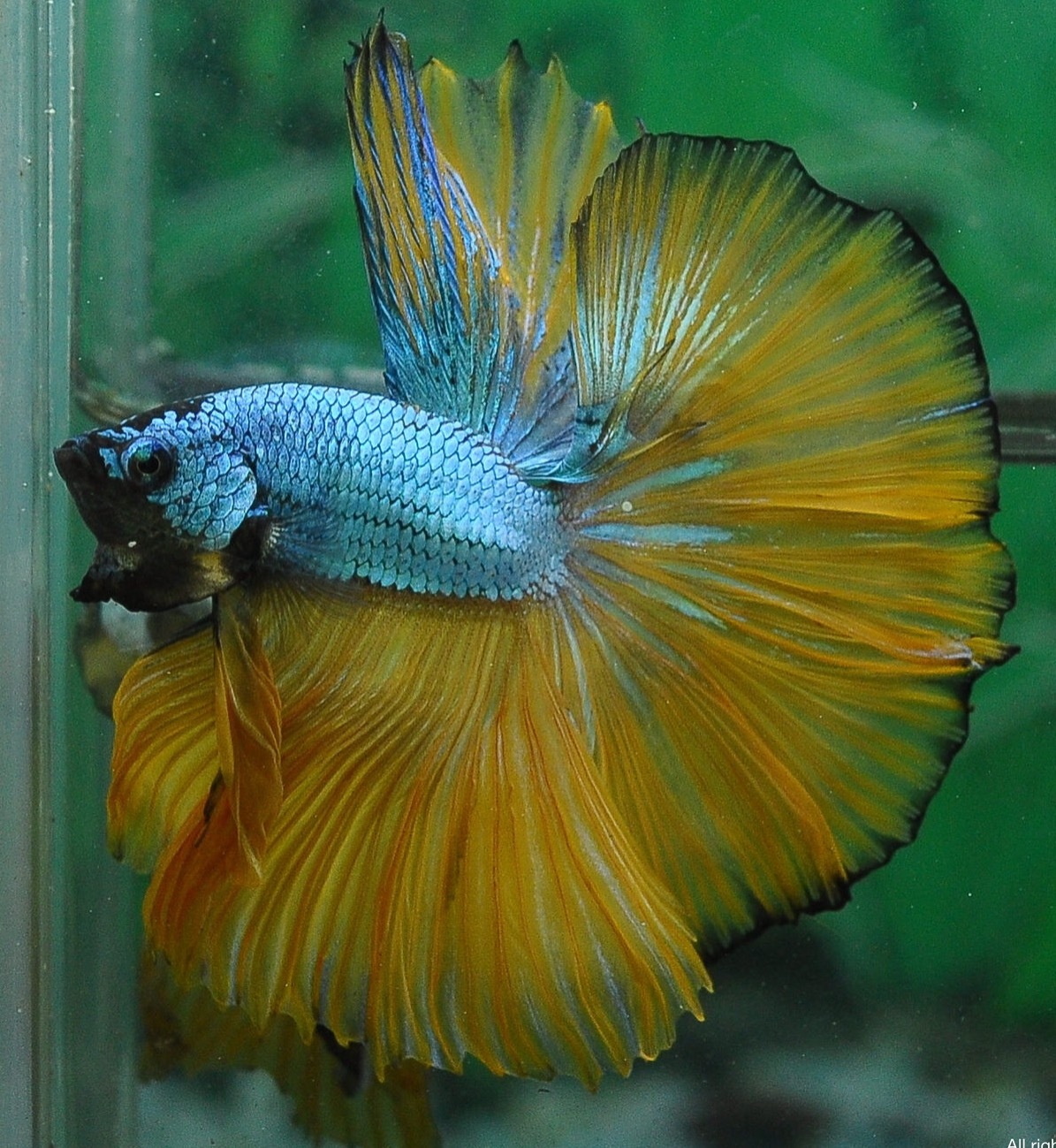 Male Fancy Dragon Mustard Halfmoon Betta Top Quality Thai Im...