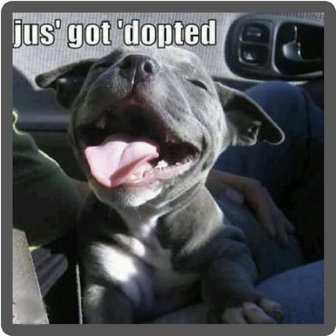 Funny Pitbull Refrigerator Magnet