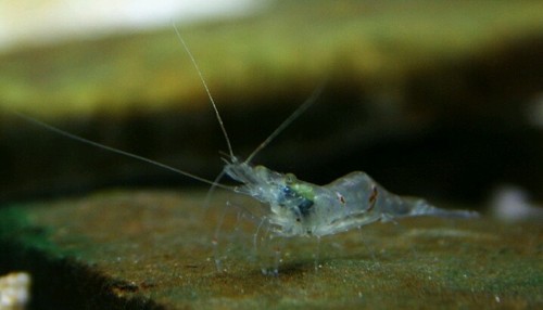 (10+2) Live Freshwater Ghost Shrimp