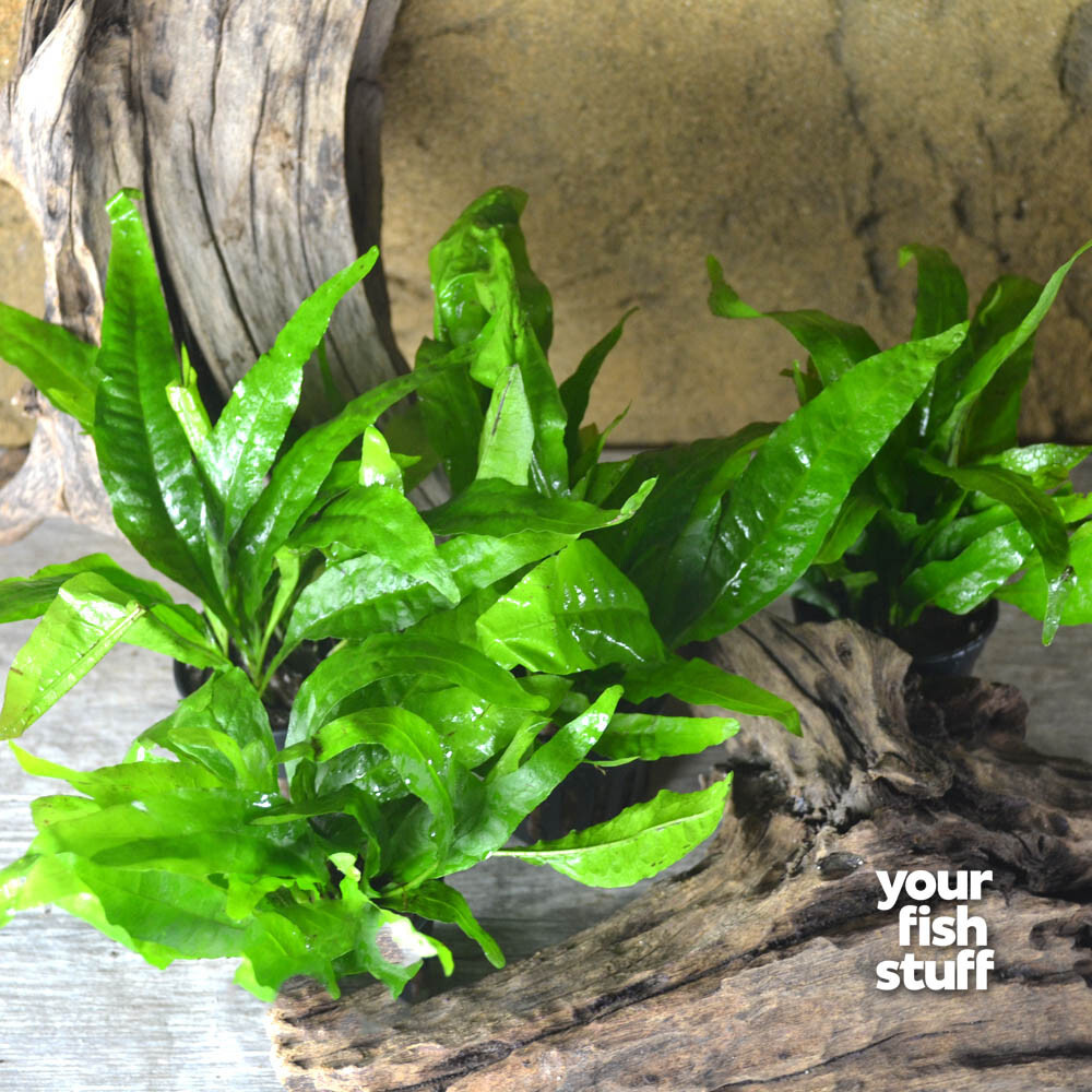 Microsorum Pteropus Live Aquarium Plant