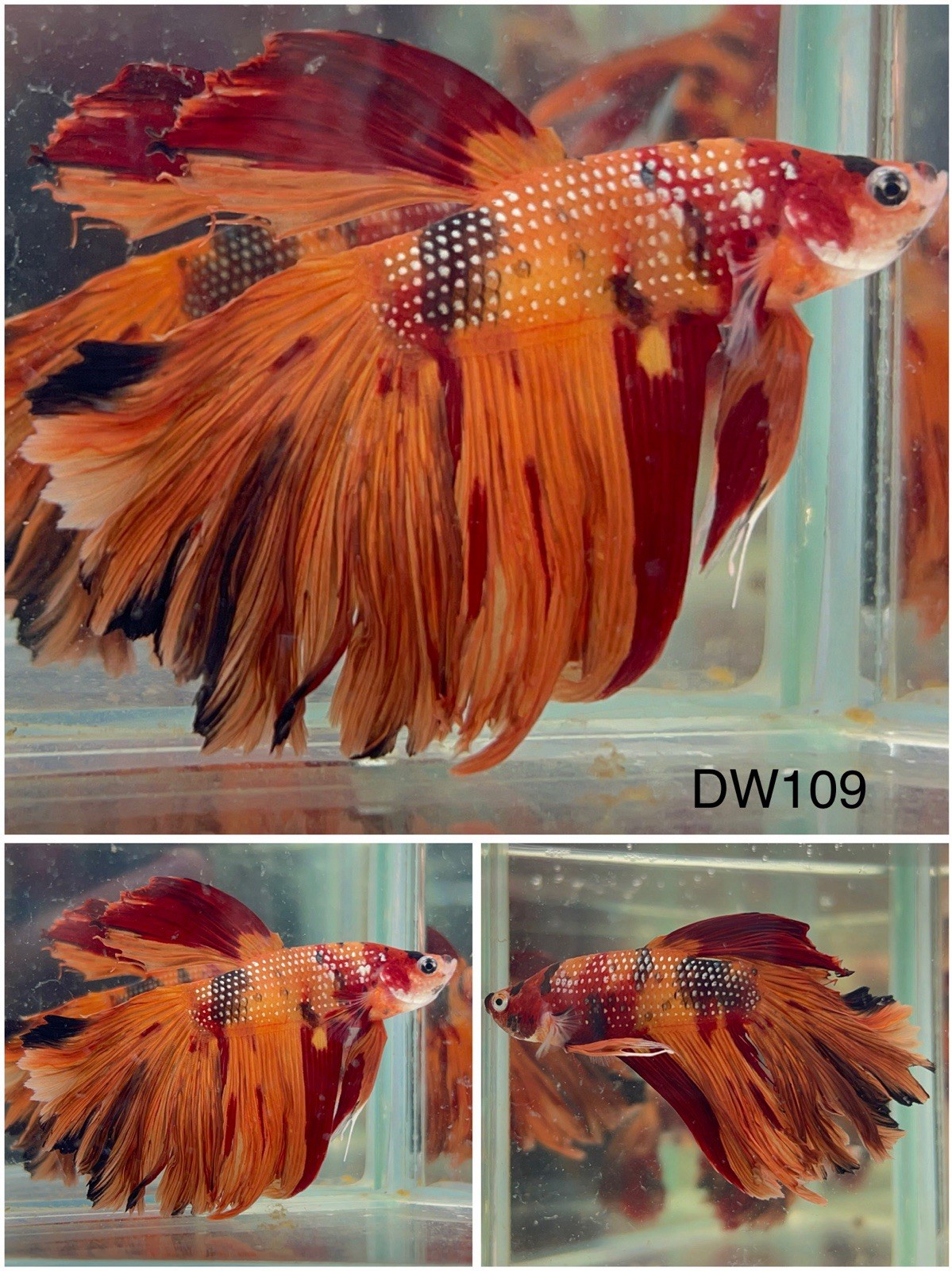 Betta Nemo Galaxy Halfmoon Live Fish - DW109