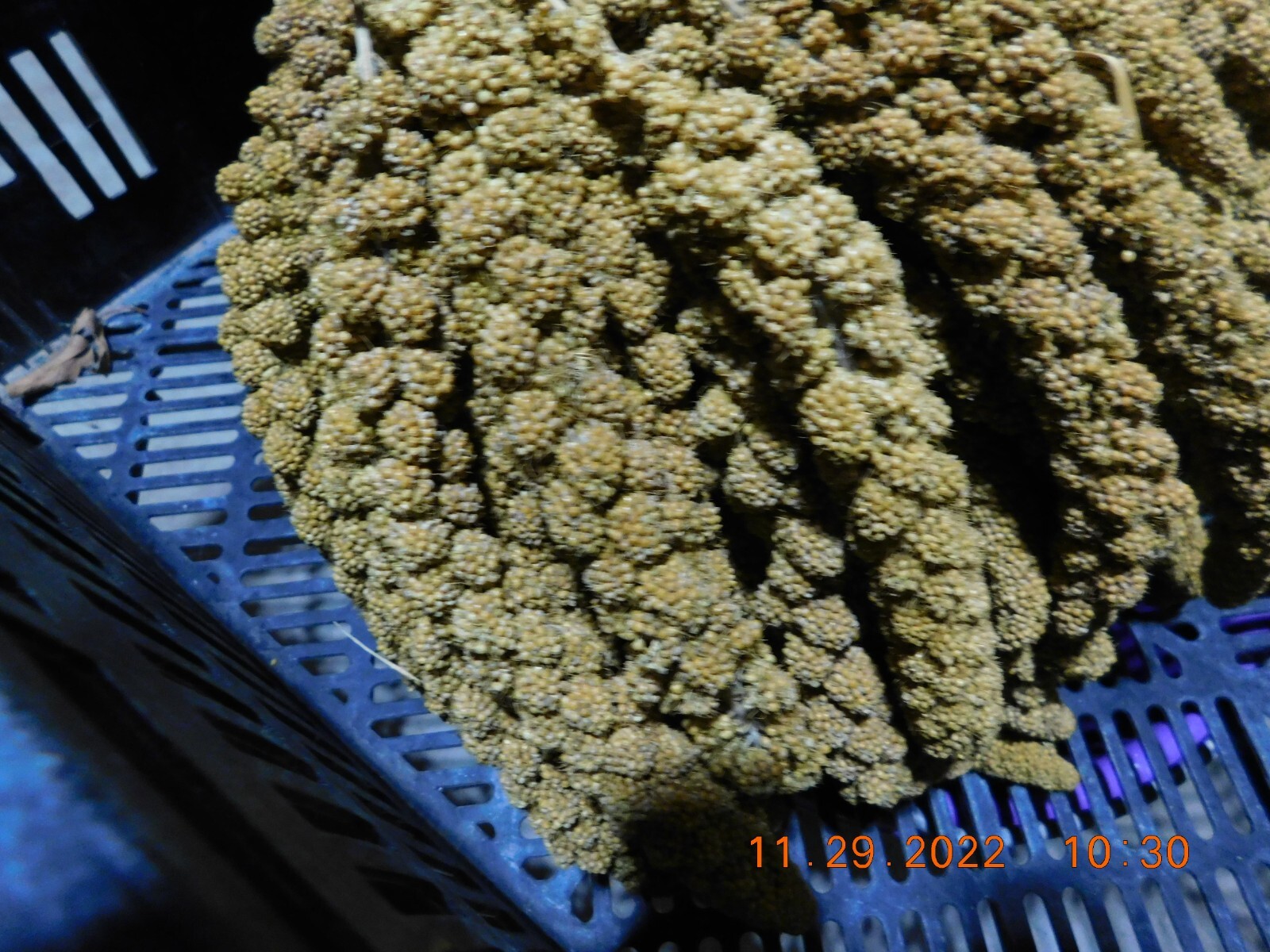 Locally Grown Wisconsin Spray Millet - 5lb Box
