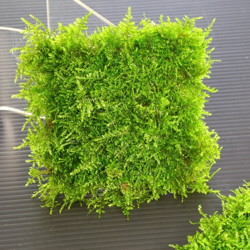 South America Moss Steel Mesh 88Cm - Live Aquarium Fish Tank...