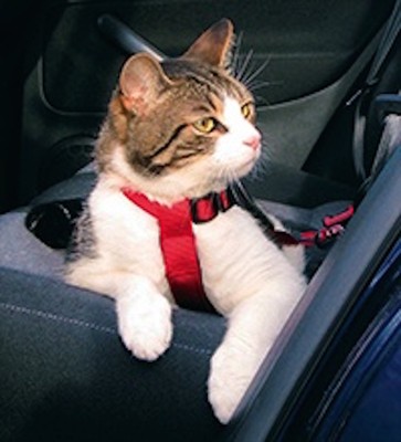 Trixie Cat Car Harness Attaches To Seat Belt Lock Red 1294