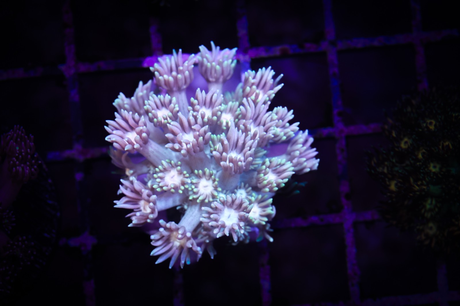 BEC Rainbow Goni WYSIWYG Goniopora Live Coral Frag LPS