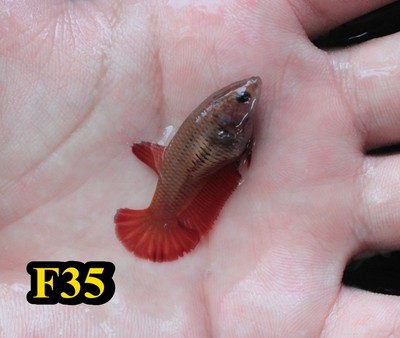 Betta Female Fancy Hmpk Halfmoon Plakat Live Fish