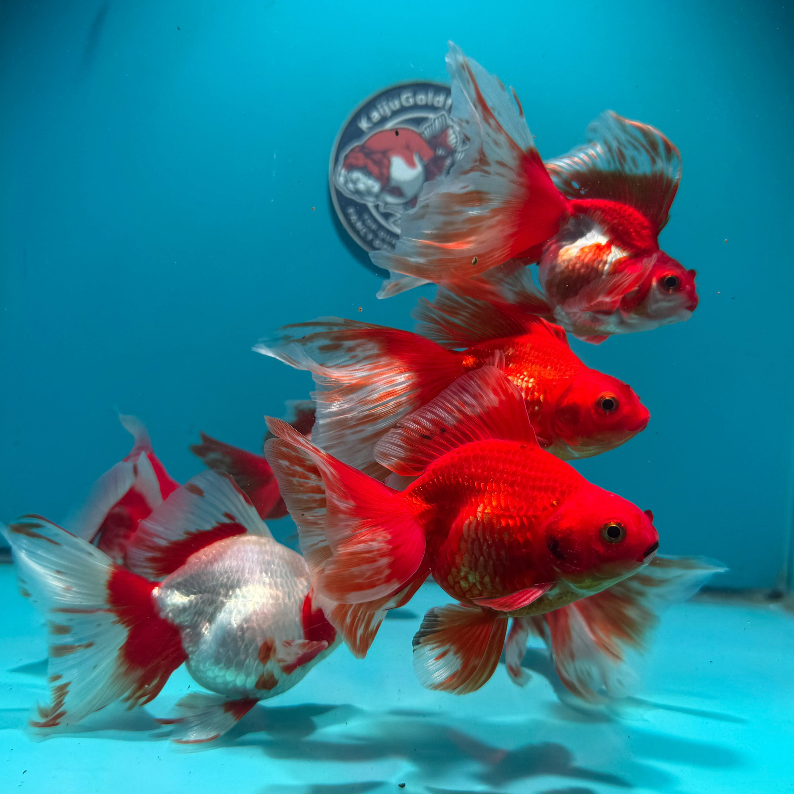 Fancy Goldfish Long Tail Red White Ryukin