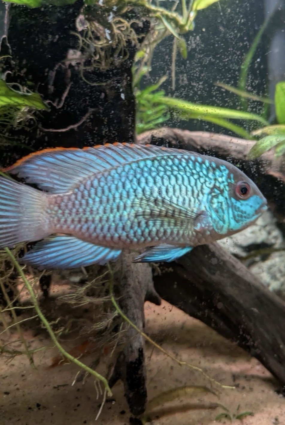 Electric Blue Acaras Fish Tank Set - 3 Pack