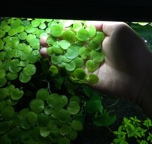 Amazon Frogbit Live Aquarium Fish Plant Floating Limnobium L...