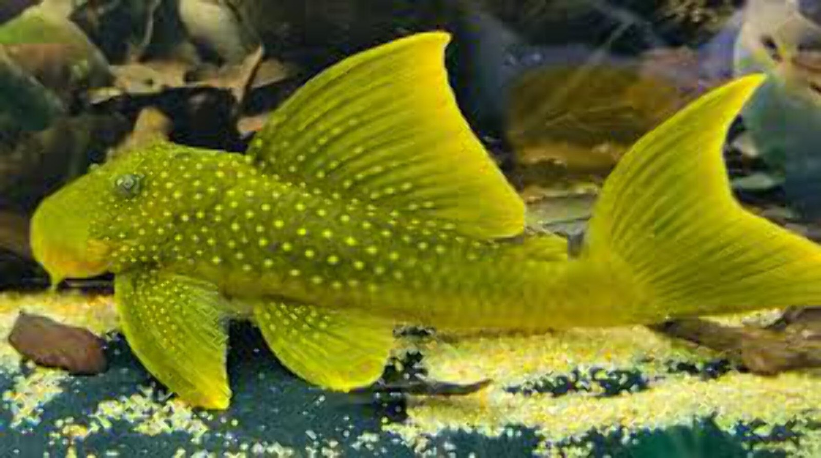 Pleco L200 Green Phantom Aquarium Tank - 6-7 Inch Live Fresh...