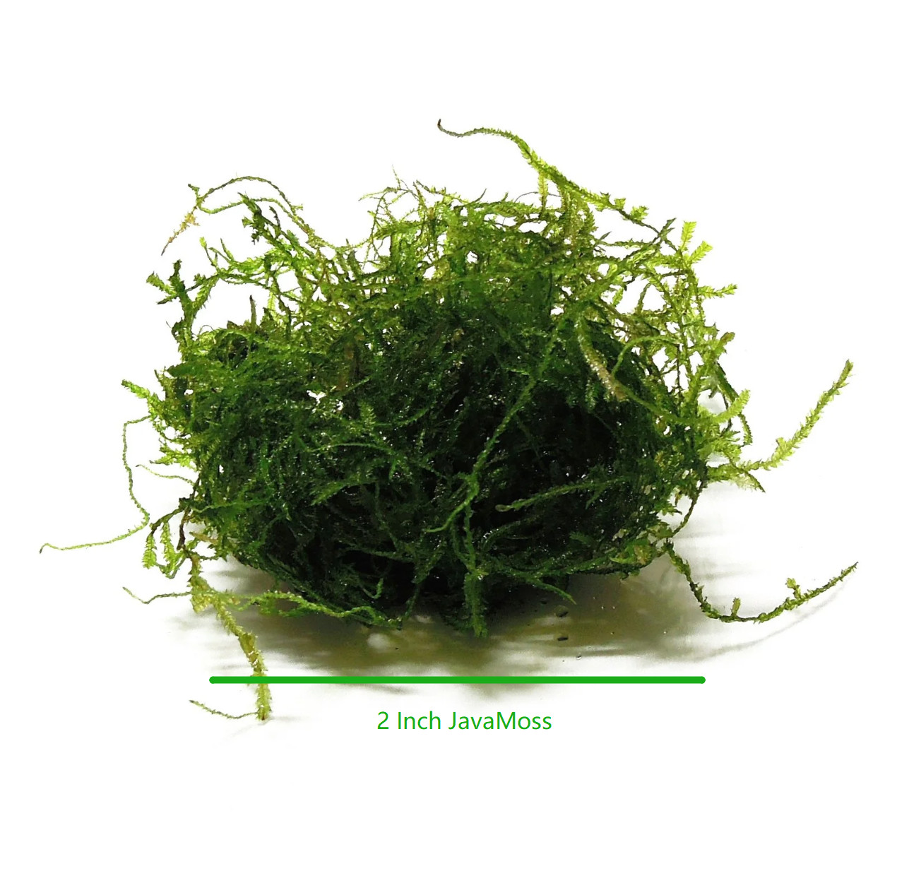 Vesicularia Dubyana Live Aquarium Moss