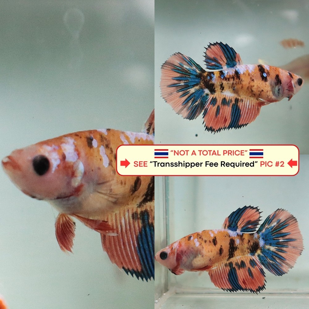 Thailand Betta Fish - Green Orange Female