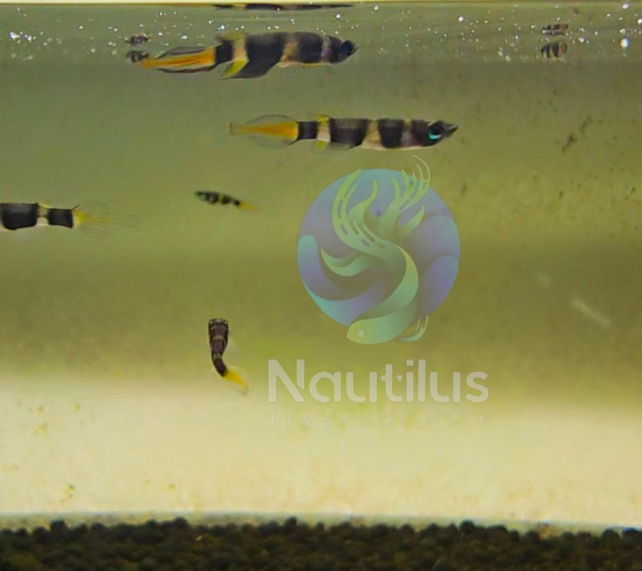 Tank-Bred Rocket Killifish