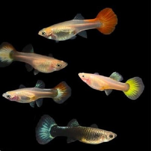Assorted Color Female Guppies Aquarium Fish