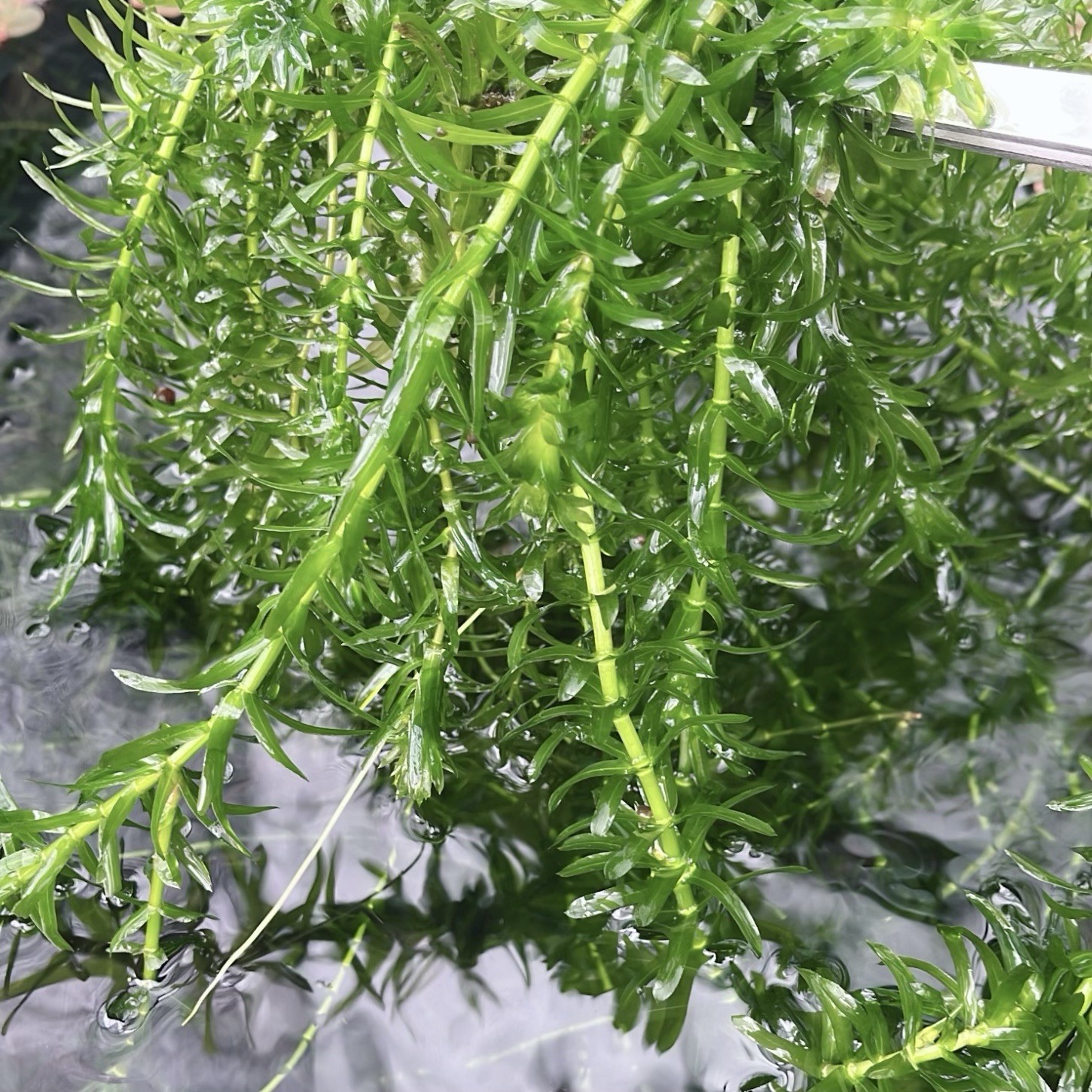 Anacharis Elodea Densa Live Aquarium Plant One Bunch