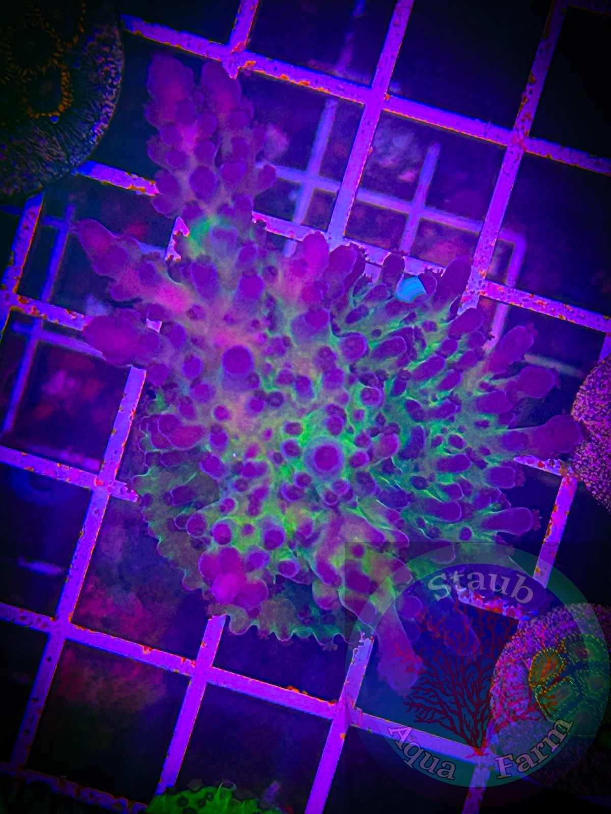 Acropora Coral Fragments Live Colony - WYSIWYG SPS