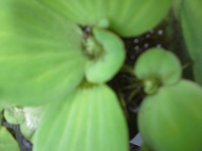 15 + Water Lettuce Live Floating Aquarium Plants