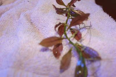 Ludwigia Repens - Live Aquarium Plants Java Moss Fern Freshw...