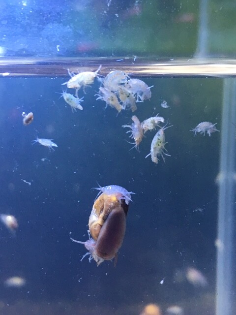 Live Freshwater Shrimp Hyalella Azteca Amphipods Scuds