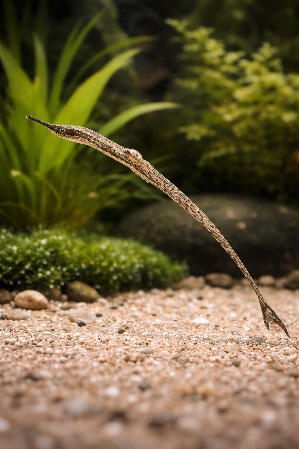 Farlowella Long Nose Catfish