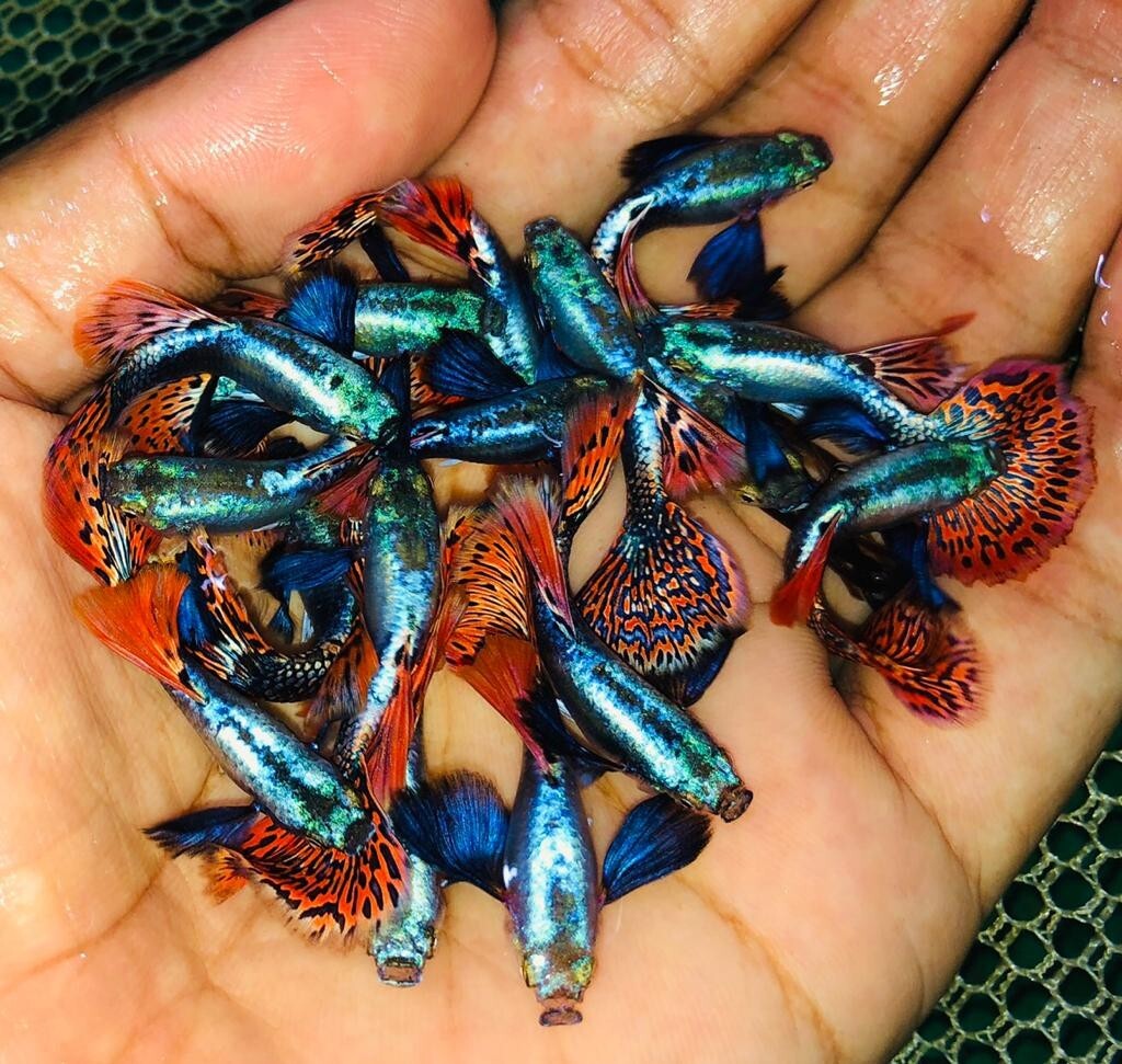 Dumbo Mosaic Halfmoon Guppies - Live Aquarium Fish Pair