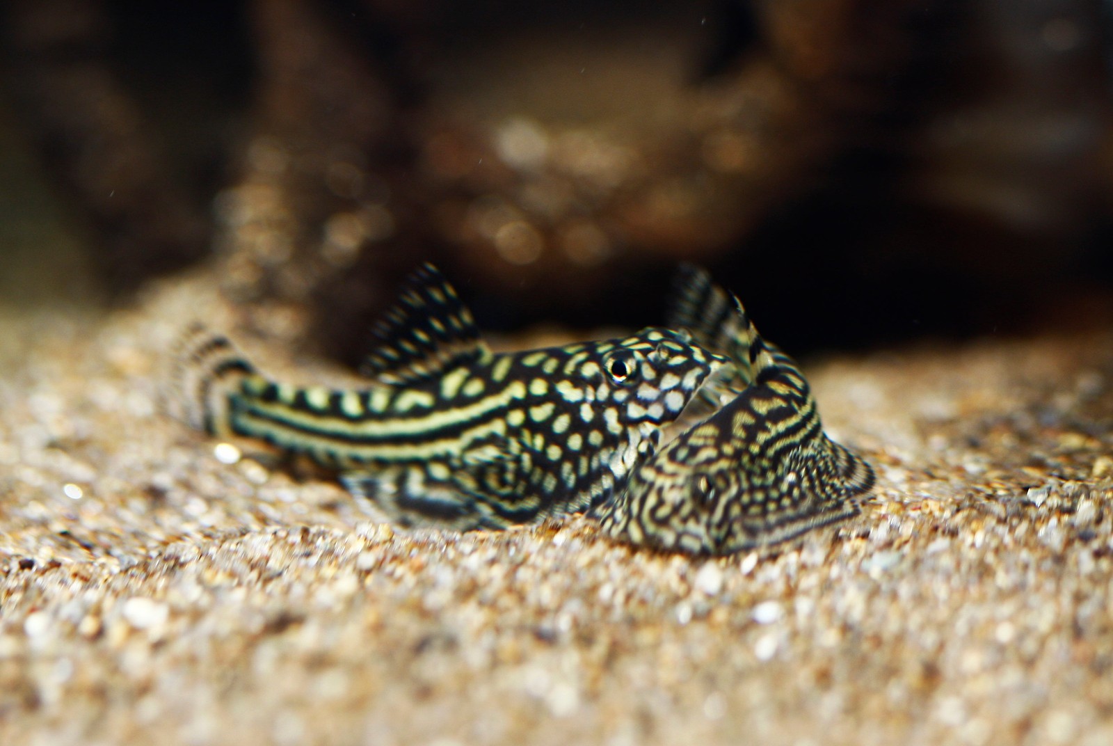 Reticulated Hillstream Loach Freshwater Fish