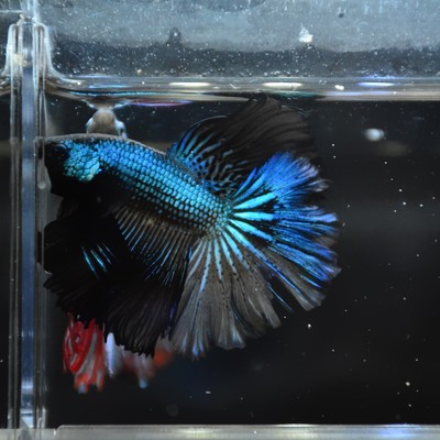 Betta Fish Metallic Blue Halfmoon Hm Male
