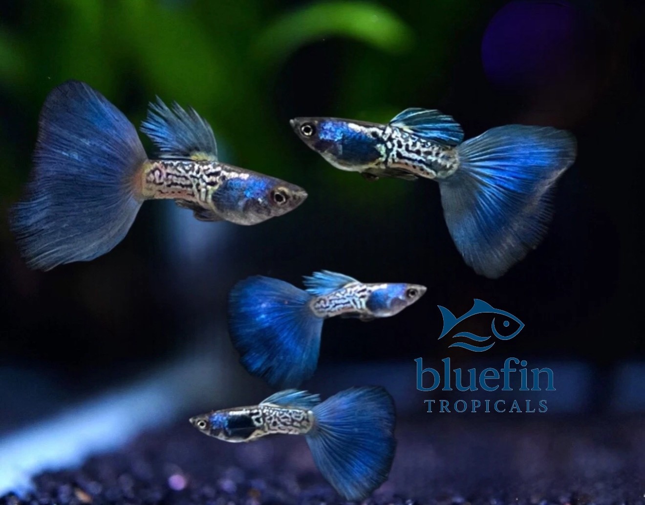 Live Metal Blue Snakeskin Guppy Trio Freshwater