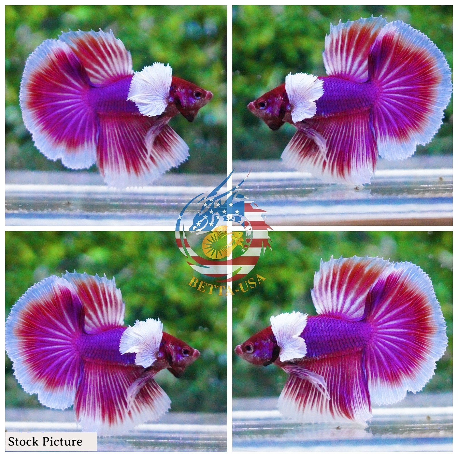Lavender Dumbo Betta Fish Halfmoon Male
