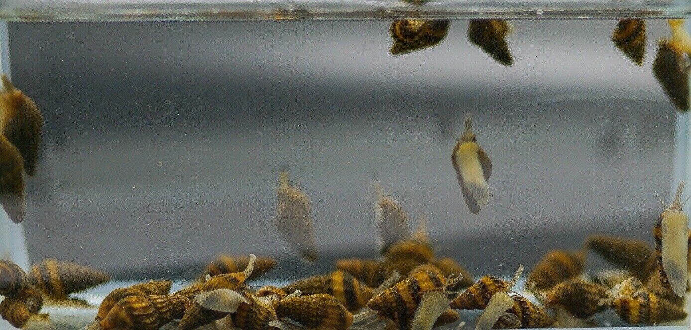 5 Live Assassin Snails Clea Helena for Freshwater Pest Contr...